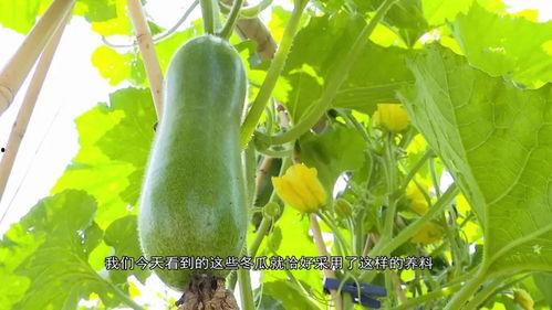 广东健身网红吃瓜,揭秘健身圈幕后故事 第2张 广东健身网红吃瓜,揭秘健身圈幕后故事 第2张