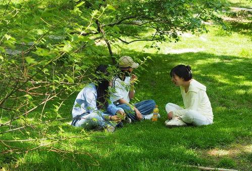 树荫在线观看,在线观看的视觉盛宴  第3张
